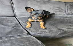 Jack Russel Terriër honden te koop: Jack russel terrier - Afbeelding 2