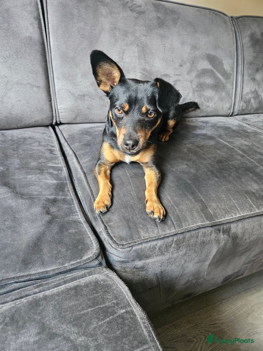 Jack Russel Terriër honden te koop: Jack russel terrier - Afbeelding 2