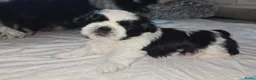 Shih Tzu honden te koop: Te koop raszuivere shih-tzu pups met fci stamboom  - Advertentie 4