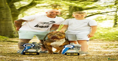 Amerikaanse Bully honden - Advertentie 13