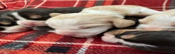 Beagle honden te koop: Beaglepups geboren!!! - Advertentie 13