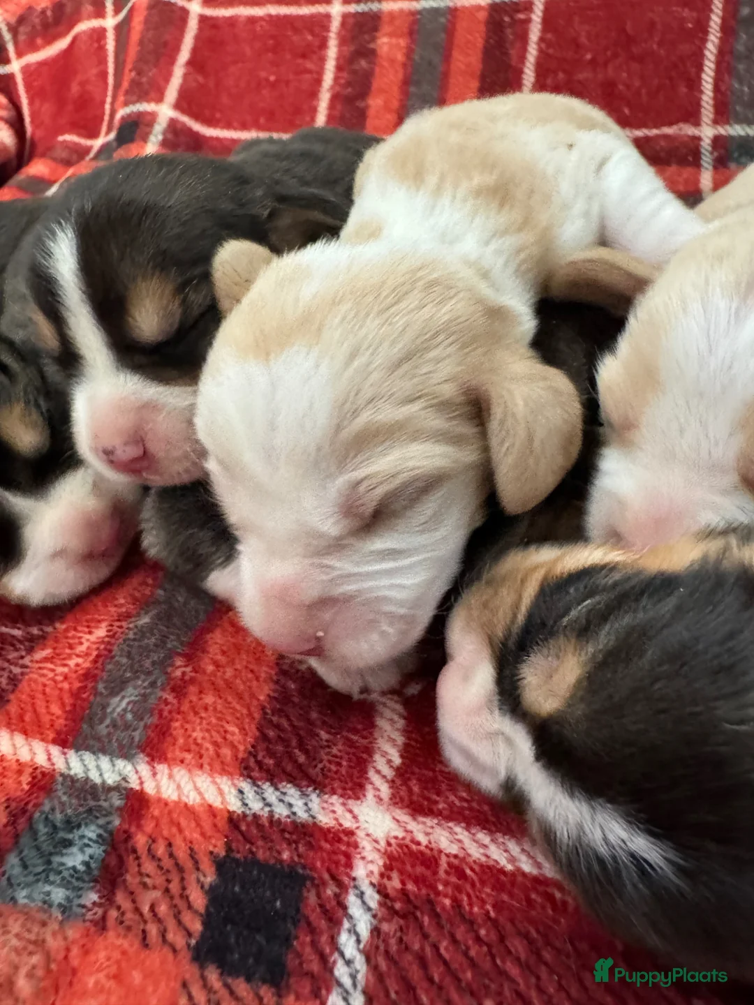 Beagle honden te koop: Beaglepups geboren!!! - Advertentie 13