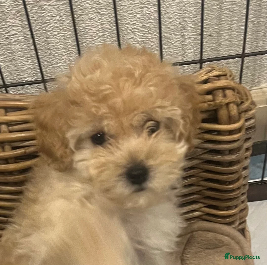 Maltipoo honden te koop: Knappe vrolijke maltipoo x toypoedel  - Advertentie 2