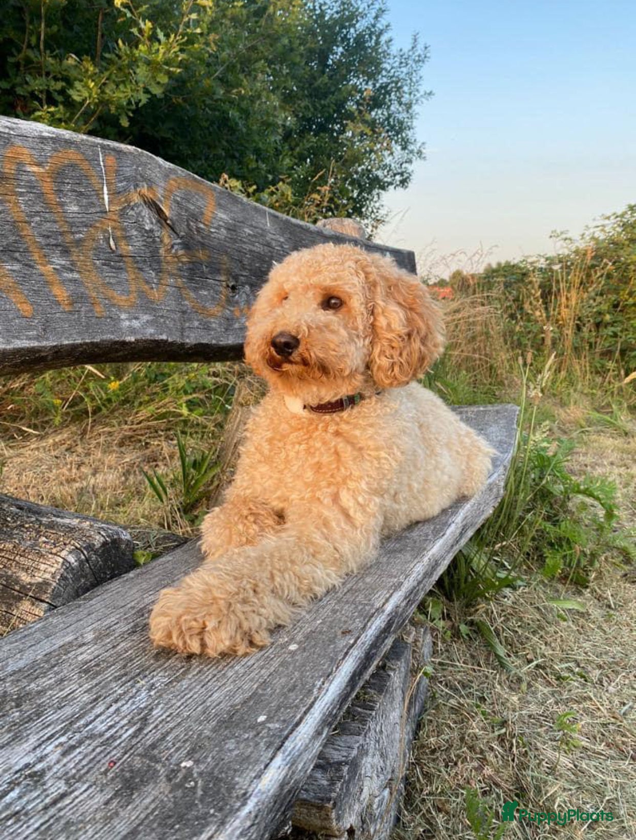 Kruising honden Aankondiging nestje mini Australian Labradoodle - Advertentie 1