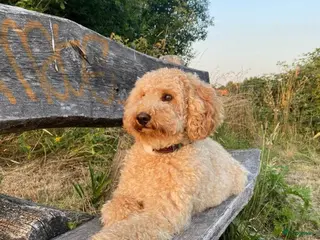 Kruising honden Aankondiging nestje mini Australian Labradoodle - Advertentie 2