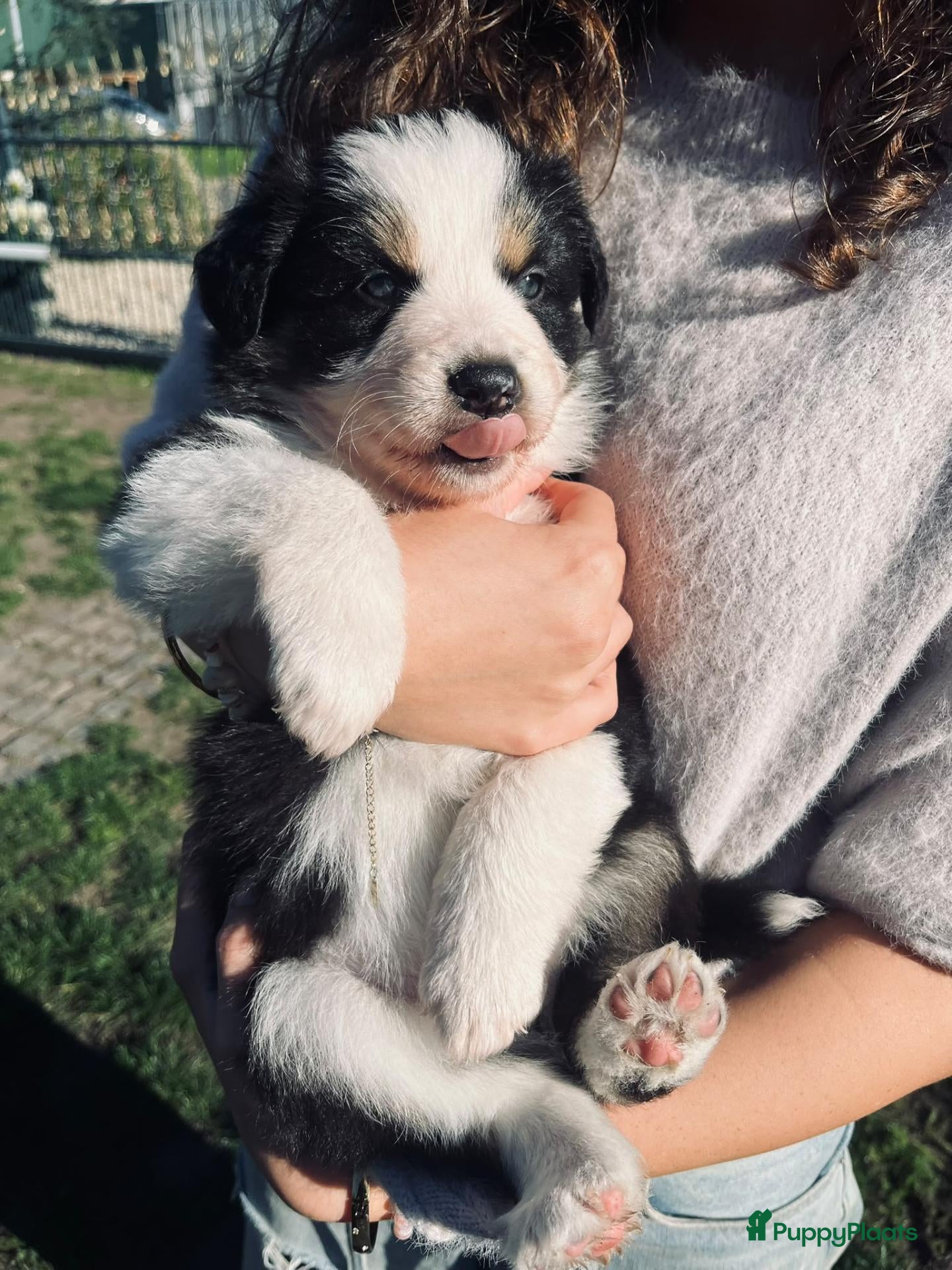 Kruising honden border collie/autralian shepperd puppy's - Advertentie 2