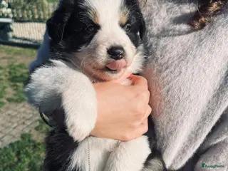 Kruising honden border collie/autralian shepperd puppy's - Advertentie 2