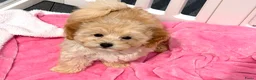 Maltipoo honden te koop: Mini maltipoo pups thuis geboren en grootgebracht - Advertentie 8