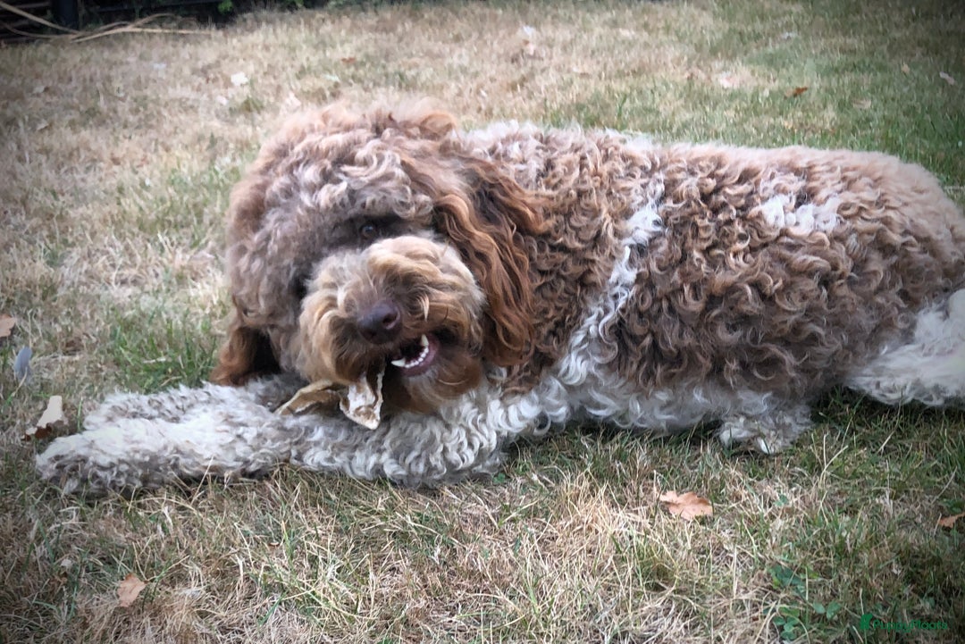 Heidewachtel honden te koop: Prachtige HeideDoodle pups in Mierlo - Afbeelding 13