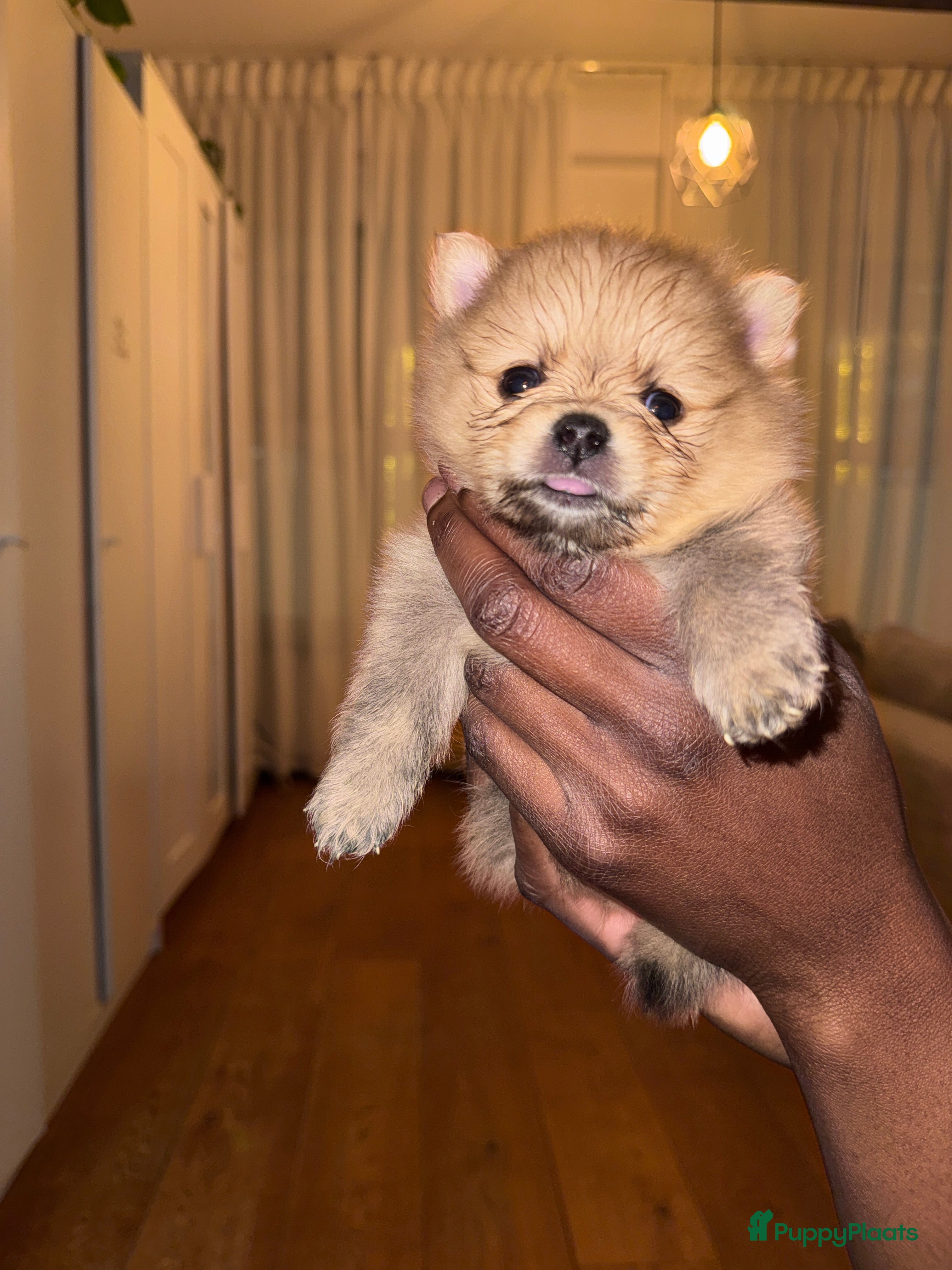 Pomeriaan honden Cute Pomeriaan Pups – Klaar voor Kerst! - Advertentie 3