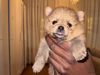 Pomeriaan honden Cute Pomeriaan Pups – Klaar voor Kerst! - Advertentie 8