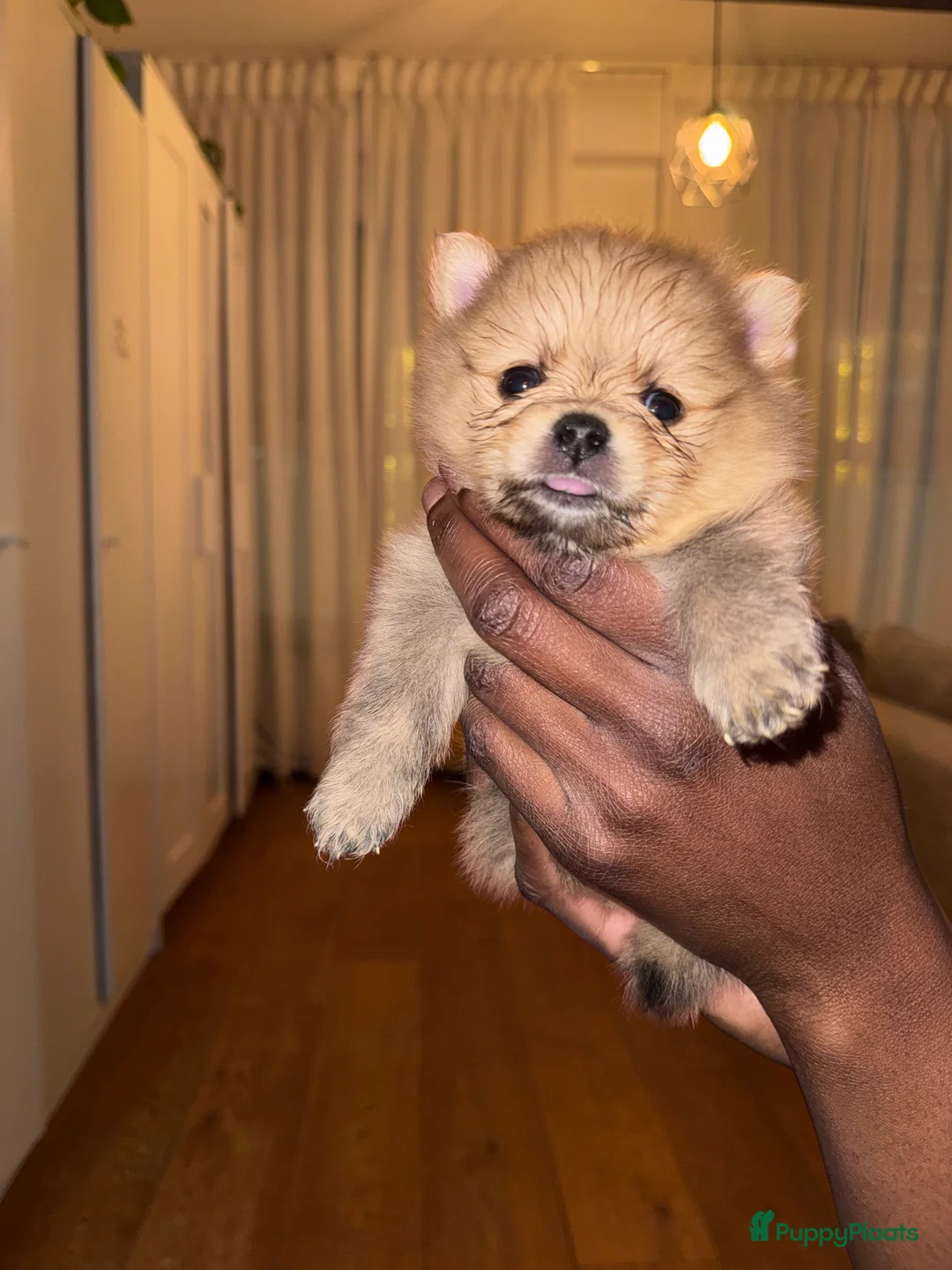 Pomeriaan honden te koop: Cute Pomeriaan Pups - Advertentie 1