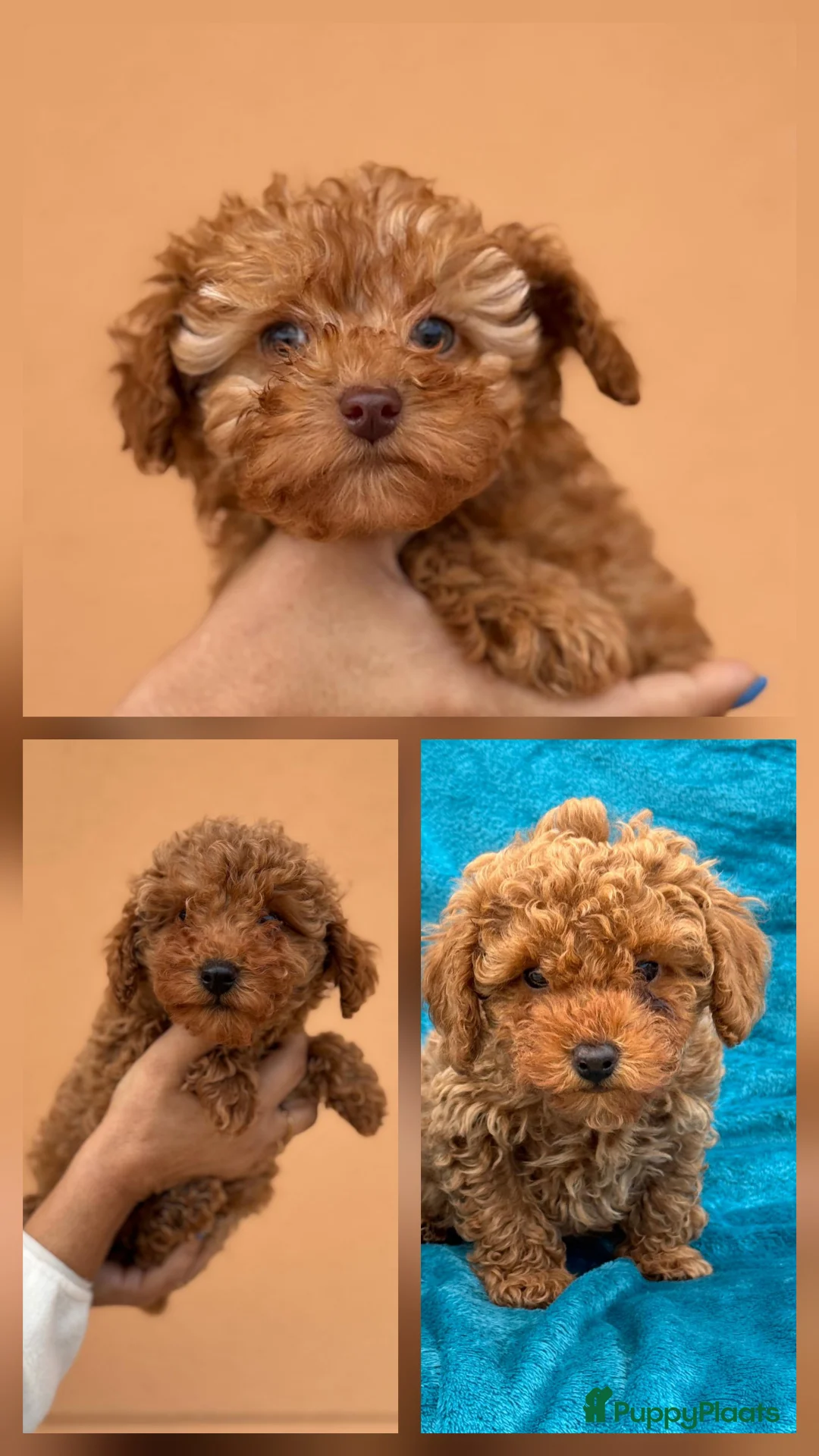 Poedel Toy honden te koop: Toypoedel toy poedel - Advertentie 1