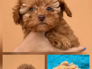 Poedel Toy honden Toypoedel toy poedel - Advertentie 3