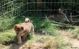 Shiba honden te koop: Shiba teefje met stamboom - Afbeelding 4