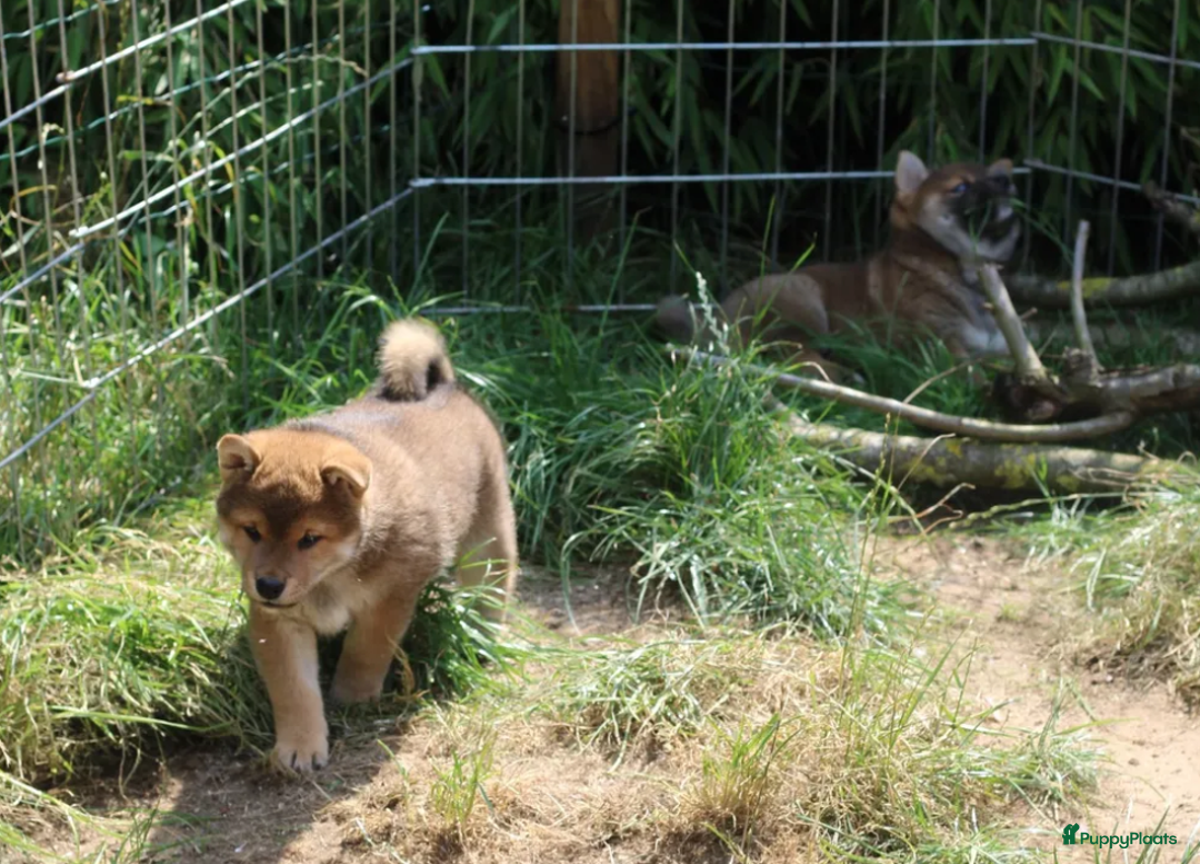Shiba honden te koop: Shiba teefje met stamboom - Afbeelding 4