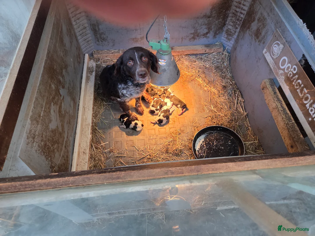 Kruising honden te koop: Friese stabij/heidewachtel pups - Advertentie 1