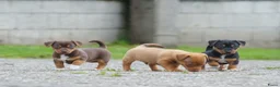 Jack Russel Terriër honden te koop: Stoere Jack Russel pups beschikbaar - Advertentie 10
