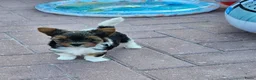 Biewer Terrier honden te koop: Biewer teriër reutje - Advertentie 4