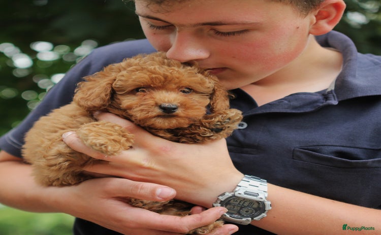 Poedel Toy honden - Advertentie 1