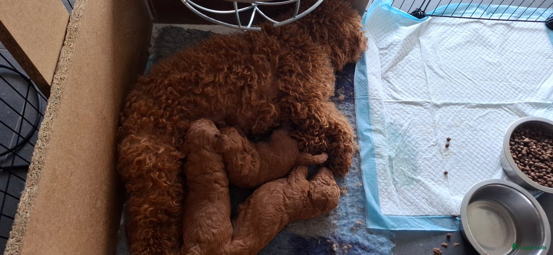 Dwergpoedel honden te koop: Dwergpoedel pups - Afbeelding 10