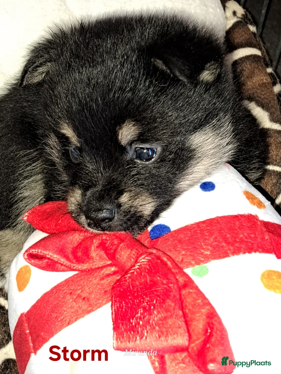 Pomsky honden te koop: Pomsky F2 pups - Advertentie 4