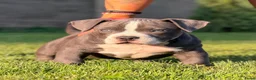 Amerikaanse Bully honden te koop: American bully pocket - Advertentie 3