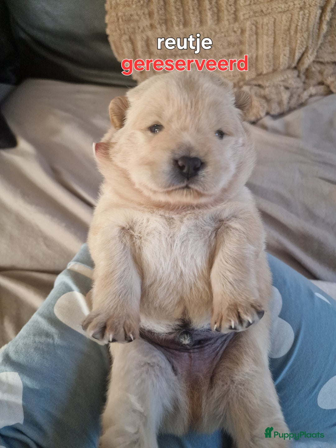 Chow Chow honden te koop: Chow chow pups : Allemaal gereserveerd - Advertentie 3