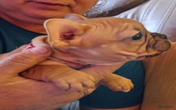 Franse Bulldog honden te koop: Franse bulldog raszuiver FCI (uitgebreid getest)  - Advertentie 14