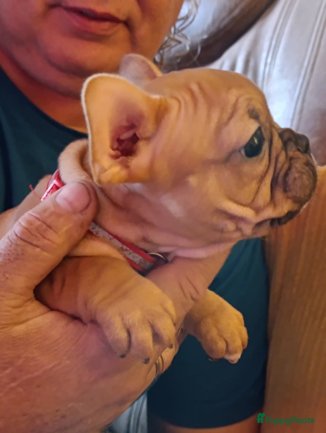 Franse Bulldog honden te koop: Franse bulldog raszuiver FCI (uitgebreid getest)  - Advertentie 14
