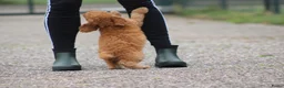 Cockapoo honden te koop: cockapoo pup, reutje - Advertentie 5