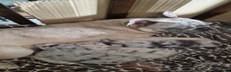 Franse Bulldog honden te koop: Franse bulldogs  - Advertentie 6
