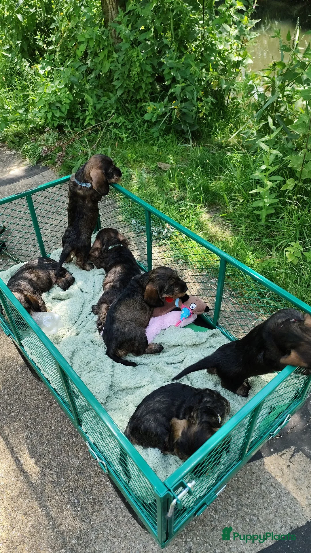 Ruwhaar Teckel honden te koop: Ruwharige teckel pup (standaard) - Advertentie 1