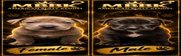 Amerikaanse Bully honden te koop: americanbully xl pup's leesgoed abkc/dbkc stamboom - Advertentie 3