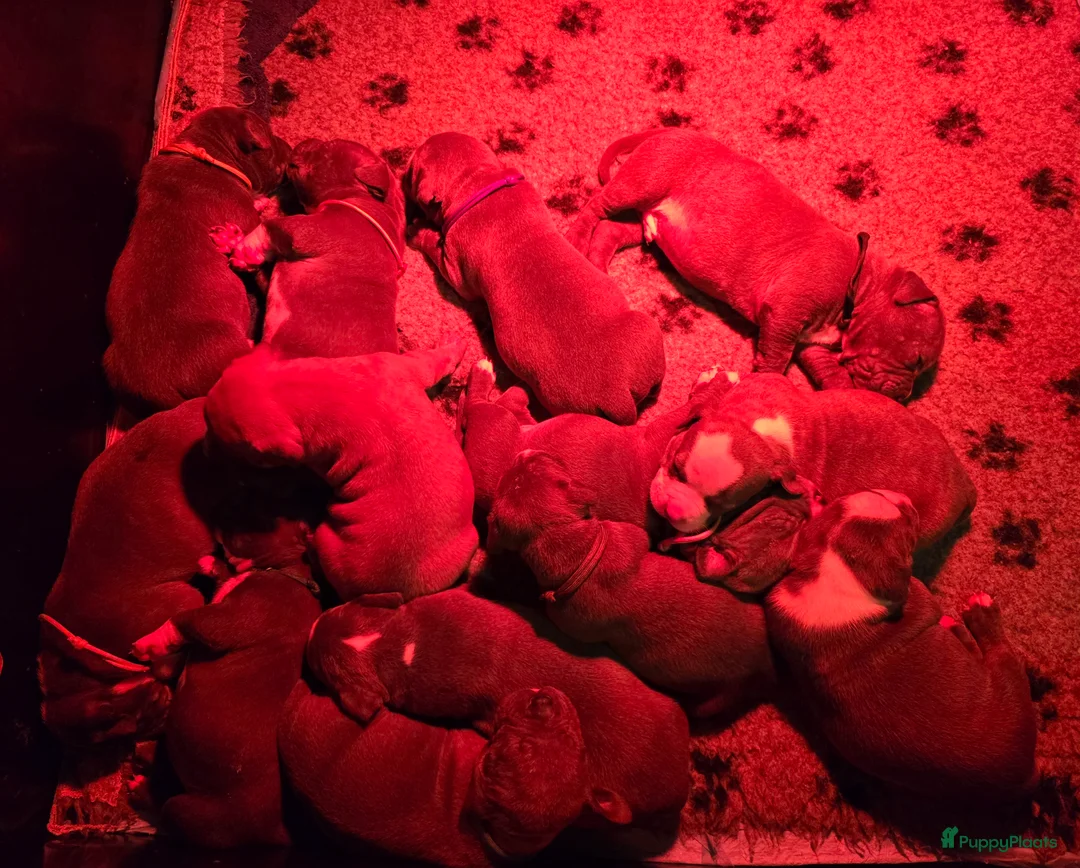 Amerikaanse Bully honden te koop: American Bully XL pups ABKC stamboom - Advertentie 11