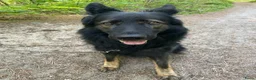 Kruising honden te koop: Duitse herder puppy’s  - Advertentie 6