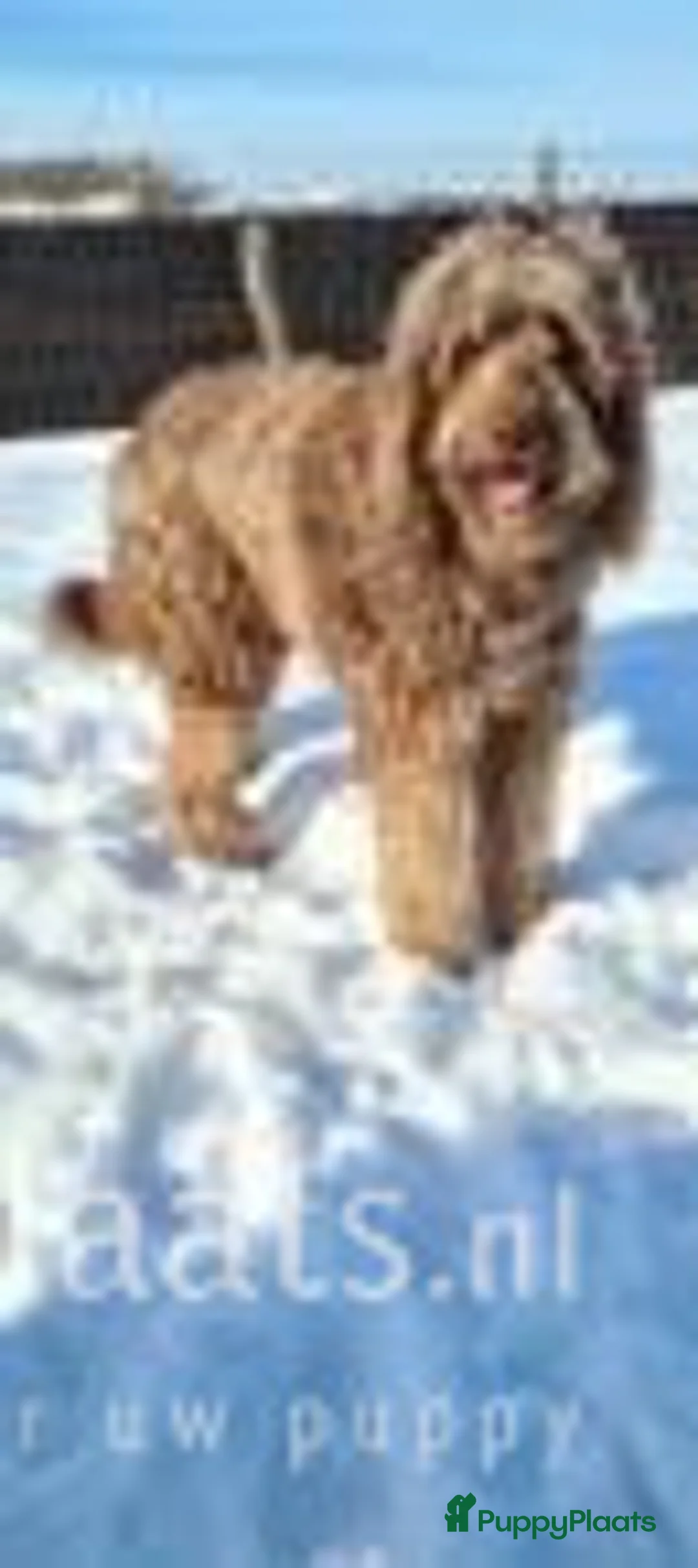 Kruising honden ter dekking: Labradoodle dekreu multigen in Westendorp - Advertentie 5
