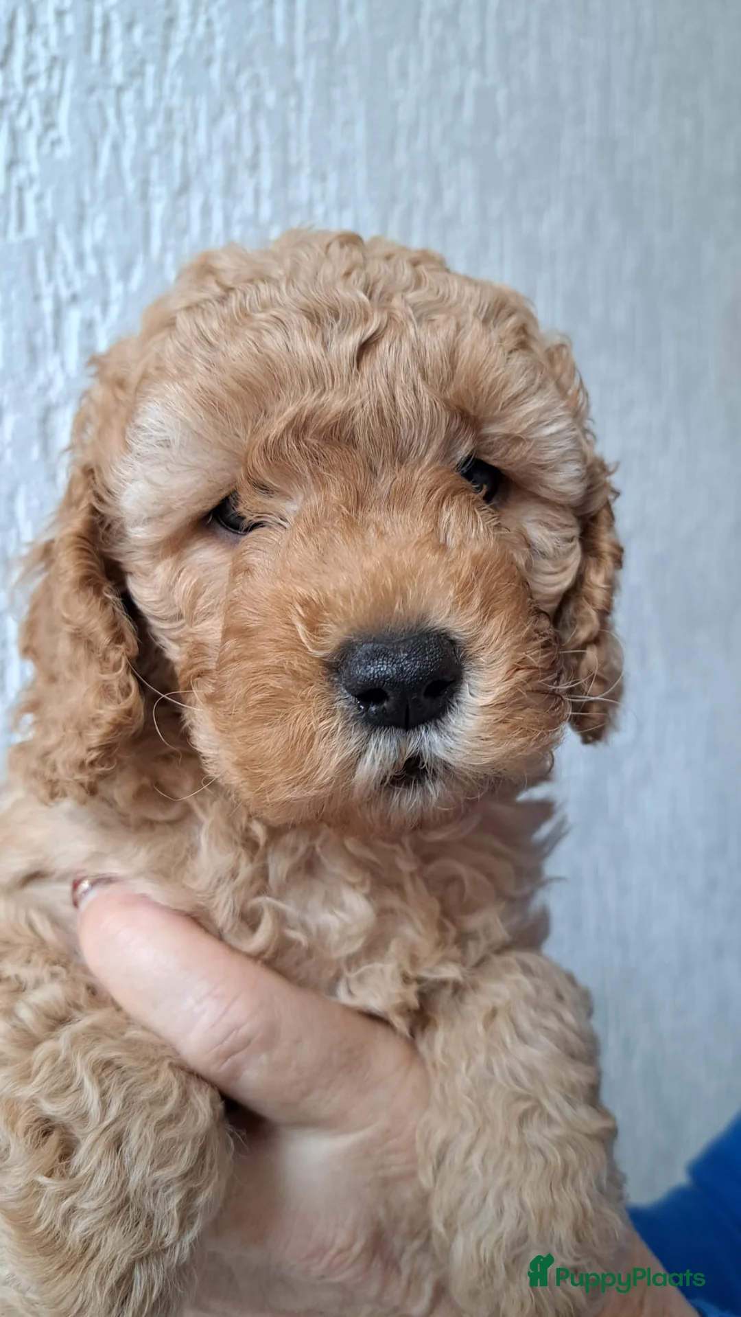 Kruising honden te koop: Lana zoekt een liefdevol baasje  - Advertentie 2