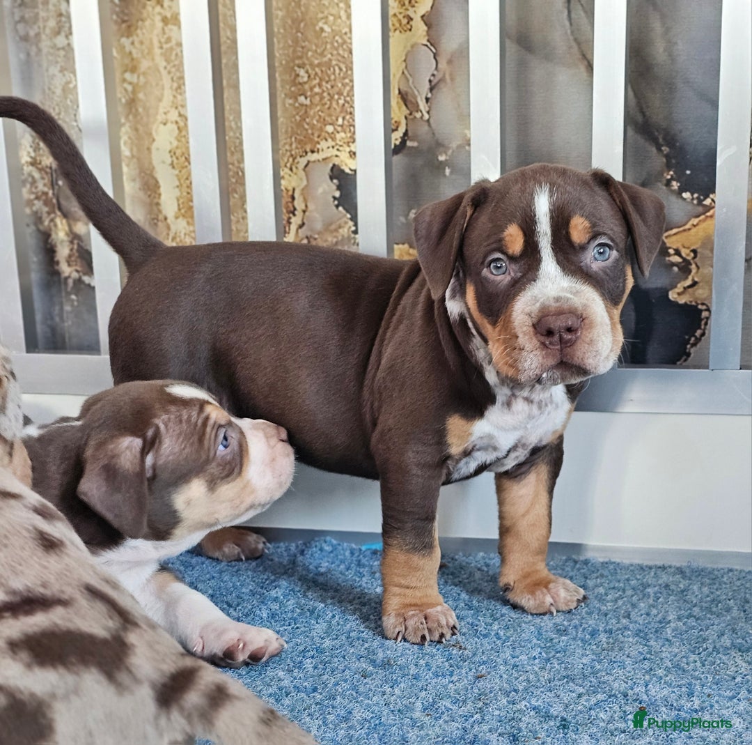 Amerikaanse Bully honden te koop: Pups Bully XL beide ouders kampioen - Advertentie 6