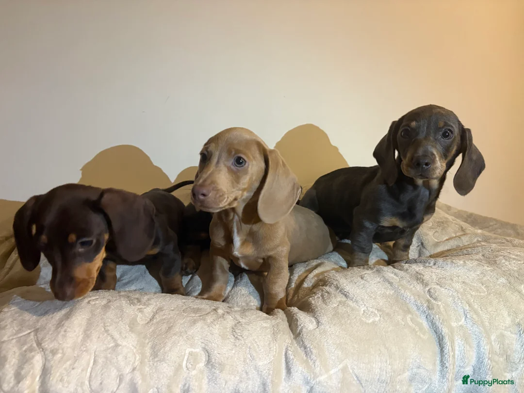 Teckel (korthaar)  honden te koop: Dwerg Teckels puppy’s zoeken een warm nest. - Advertentie 7