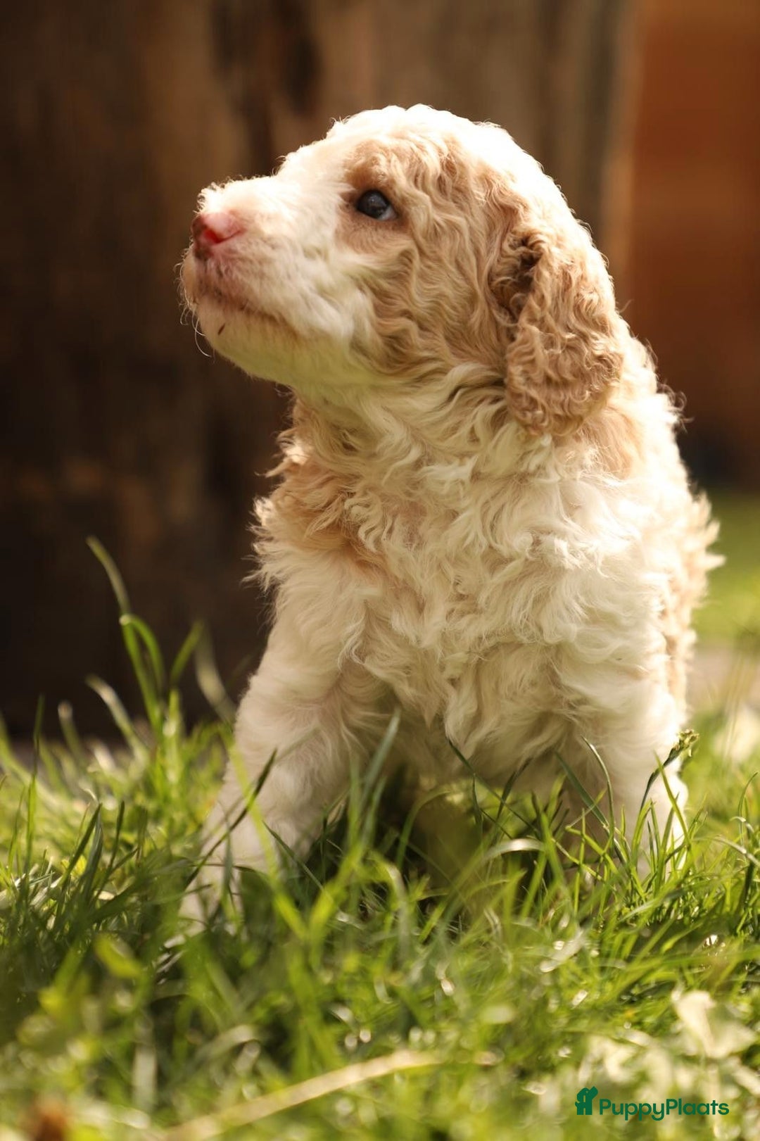 Poedel honden te koop: Raszuivere middenmaat poedelpups - Afbeelding 5