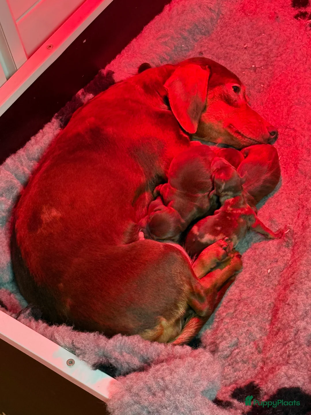 Teckel (korthaar)  honden te koop: Dwerg teckel pups  - Advertentie 6