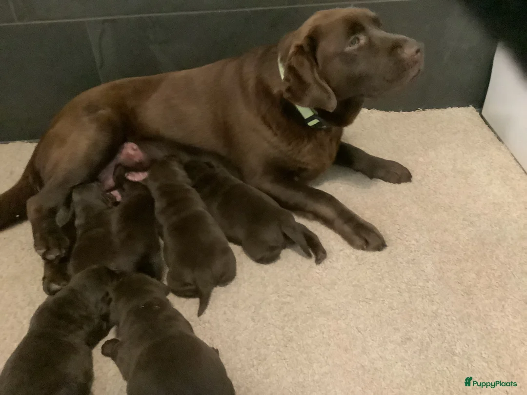Labrador Retriever honden te koop: Zeer mooie donkerbruine labrador pups - Advertentie 2