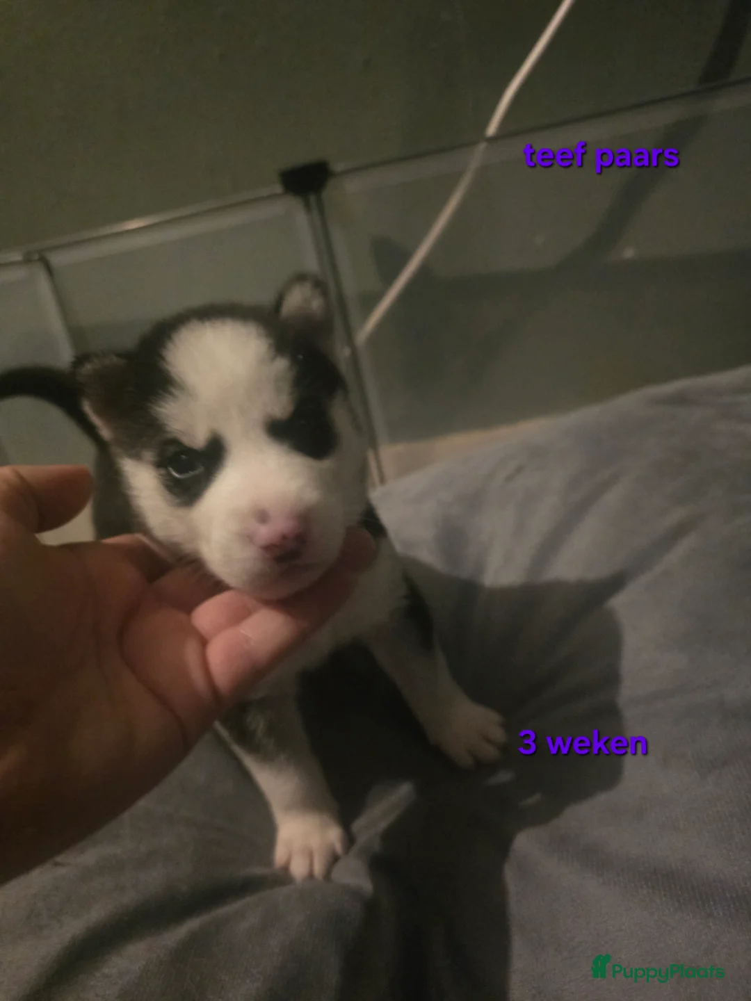 Siberische Husky honden te koop: Lieve husky pups te koop - Advertentie 4