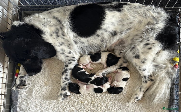 Friese Stabij honden - Advertentie 2