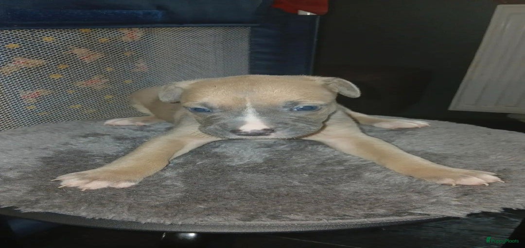 Galerij afbeelding {{count}}