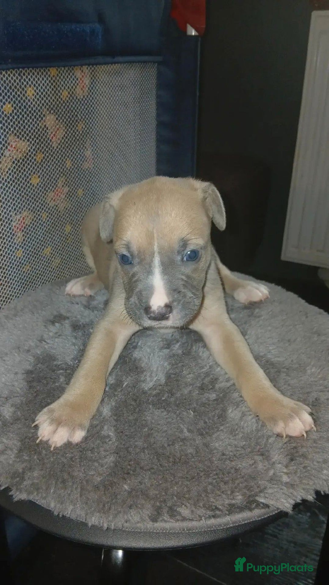 Galerij afbeelding {{count}}