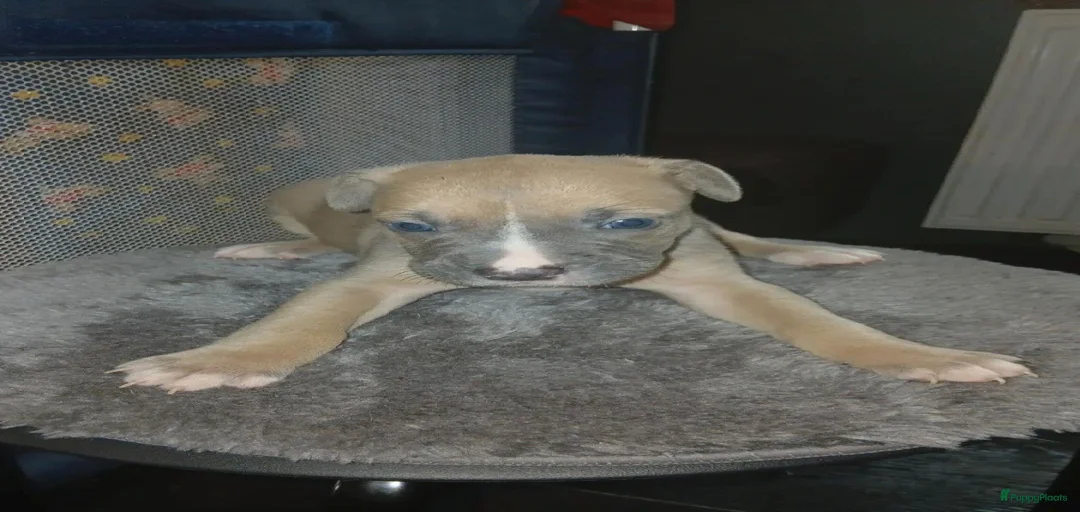 Galerij afbeelding {{count}}