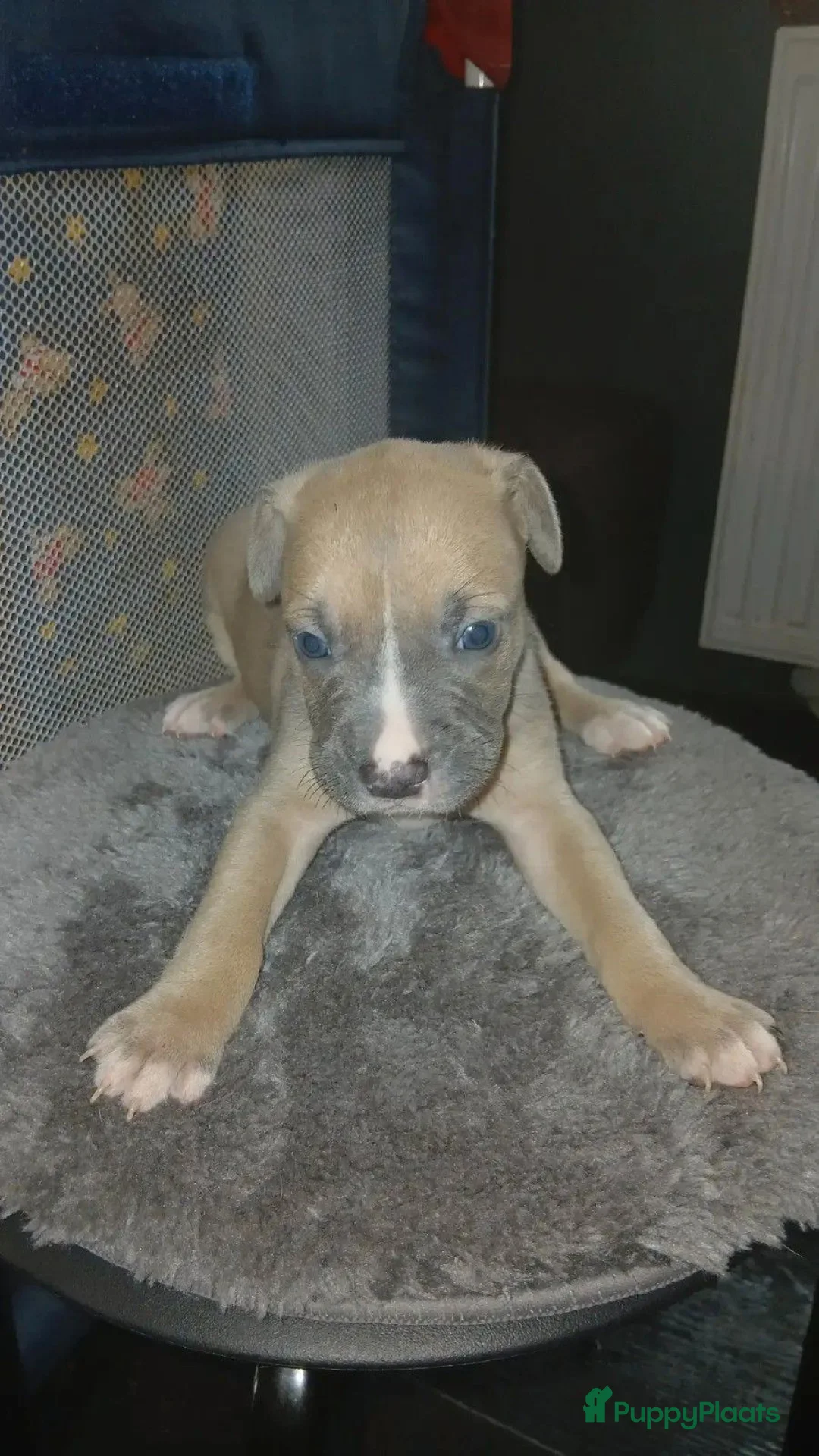 Galerij afbeelding {{count}}