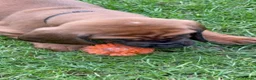 Beierse Bergzweethond honden te koop: Hanoveraaanse zweethond pups - Advertentie 17